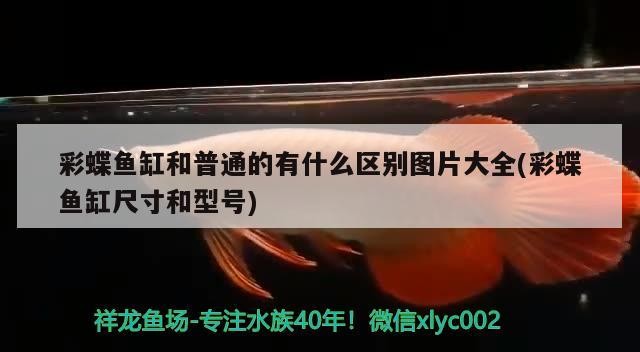 虎斑魚生活在哪里_（虎斑魚淡水魚）