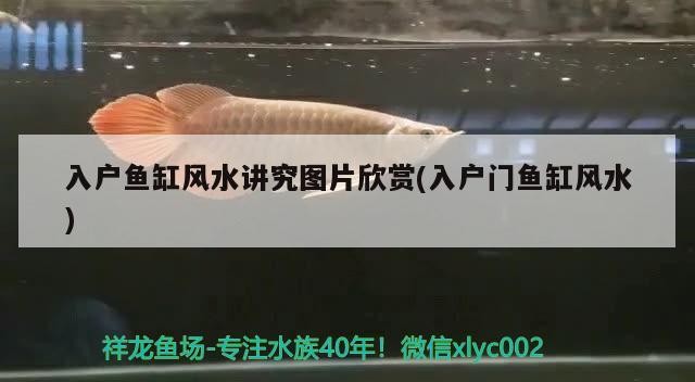 虎斑魚生活在哪里_（虎斑魚淡水魚）