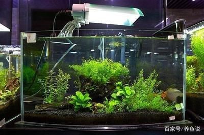 魚缸水質ph值的自然調節：如何提高魚缸水質ph值