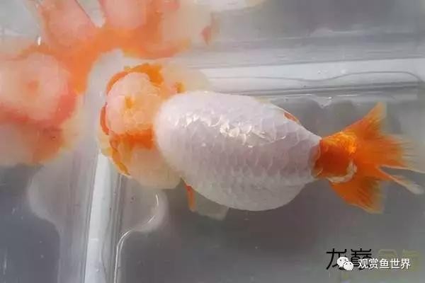 小火龍魚好養(yǎng)嗎?（小火龍魚好養(yǎng)嗎圖片） 小火龍魚好養(yǎng)嗎?（小火龍魚好養(yǎng)嗎圖片） 虎魚百科