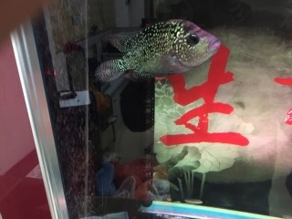 羅漢 虎魚 龍魚