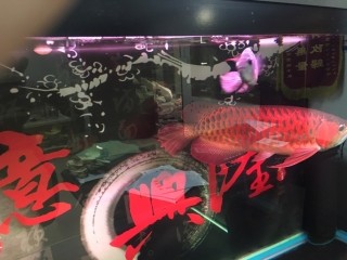 羅漢 虎魚 龍魚