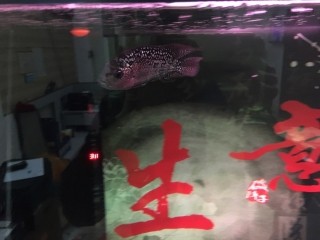 羅漢 虎魚 龍魚