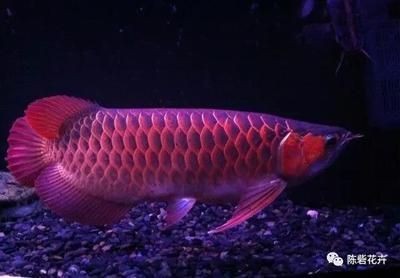 龍魚配七彩神仙魚好嗎怎么養的