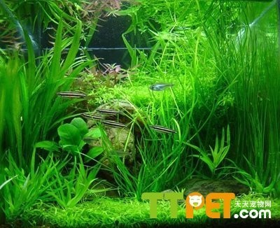 銀龍魚缸尺寸規格大全（銀龍魚缸尺寸規格大全圖片）