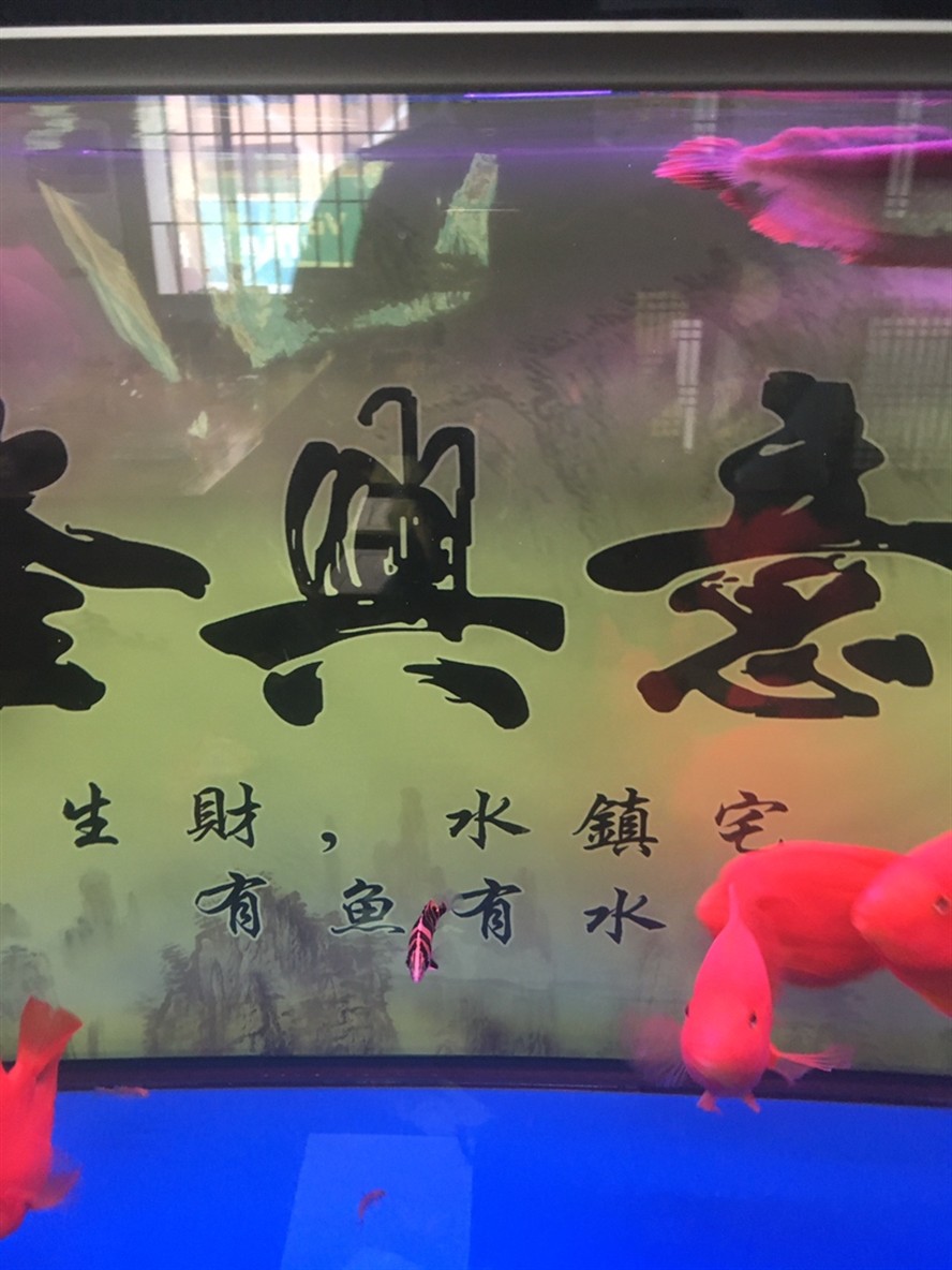 養兩條虎魚可以嗎？