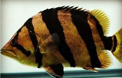 虎魚(yú)腸道疾病癥狀及處理，虎魚(yú)腸道疾病早期識(shí)別方法虎魚(yú)腸道疾病早期識(shí)別方法