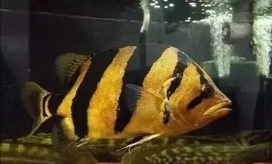 虎魚(yú)腸道疾病癥狀及處理，虎魚(yú)腸道疾病早期識(shí)別方法虎魚(yú)腸道疾病早期識(shí)別方法