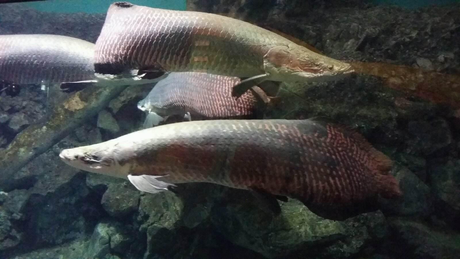 金龍魚和銀龍魚的區別圖片