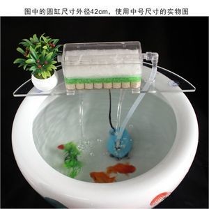 銀龍魚死了是立著嗎（銀龍魚死了是立著嗎還是躺著）