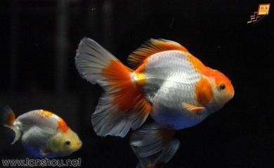 怎么讓銀龍魚開口快些（怎么讓銀龍魚開口快些呢）