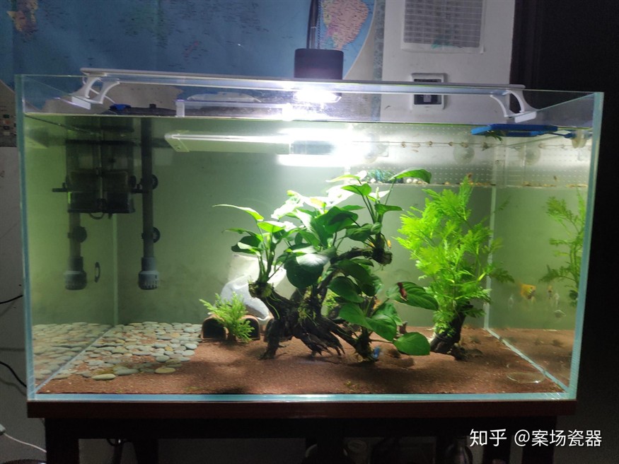 魚缸過濾魚缸水循環的秘密了解魚缸水循環的秘密了解：底濾魚缸過濾魚缸水循環的秘密了解魚缸水循環的秘密