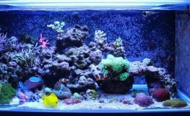 魚缸過濾魚缸水循環的秘密了解魚缸水循環的秘密了解：底濾魚缸過濾魚缸水循環的秘密了解魚缸水循環的秘密