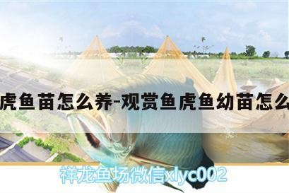 泰虎魚苗怎么養(yǎng):觀賞魚虎魚幼苗怎么養(yǎng)