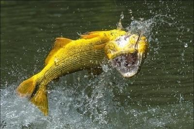 如何挑選健康的黃金河虎魚,挑選健康的黃金河虎魚需要注意以下幾個方面 虎魚百科 第2張 如何挑選健康的黃金河虎魚,挑選健康的黃金河虎魚需要注意以下幾個方面 如何挑選健康的黃金河虎魚,挑選健康的黃金河虎魚需要注意以下幾個方面 虎魚百科 第2張