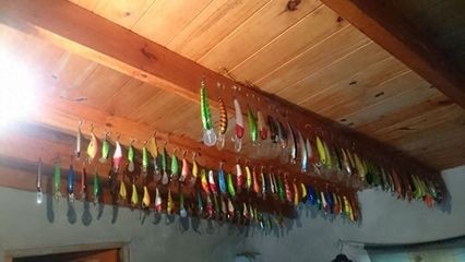 如何挑選健康的黃金河虎魚,挑選健康的黃金河虎魚需要注意以下幾個方面 虎魚百科 第3張 如何挑選健康的黃金河虎魚,挑選健康的黃金河虎魚需要注意以下幾個方面 如何挑選健康的黃金河虎魚,挑選健康的黃金河虎魚需要注意以下幾個方面 虎魚百科 第3張