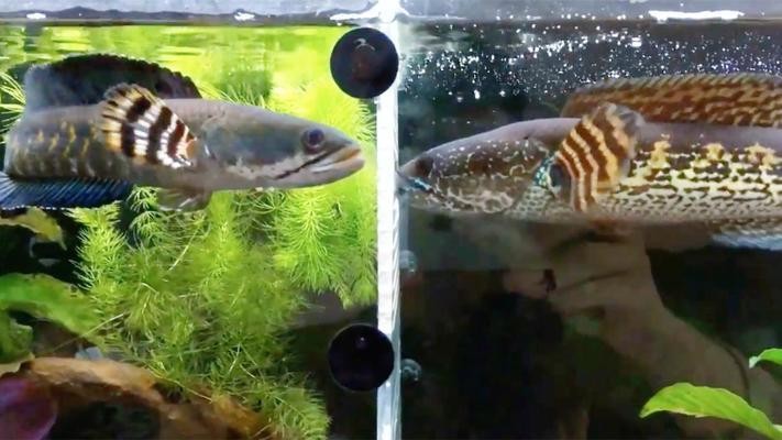 武江區碧波泉水族館（武江區碧波泉水族館地址） 武江區碧波泉水族館（武江區碧波泉水族館地址） 全國水族館企業名錄 第1張