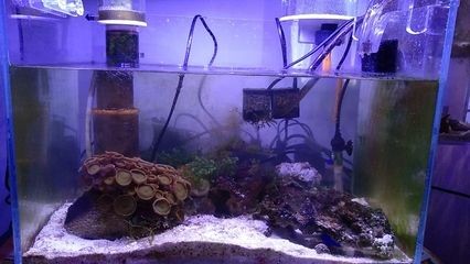 淡水魚缸和淡水魚缸的區(qū)別在于淡水魚缸中的蛋白質(zhì)分離器：海水魚缸與淡水魚缸的區(qū)別