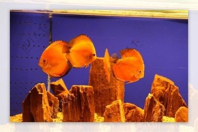 狗頭魚缸背景圖選擇對于營造良好的水族箱環(huán)境非常重要：如何選擇狗頭魚缸背景圖