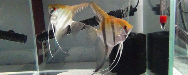 魚缸處理得過水霉病的魚缸需要經過以下幾個步驟：處理得過水霉病的魚缸需要經過以下幾個步驟 魚缸處理得過水霉病的魚缸需要經過以下幾個步驟：處理得過水霉病的魚缸需要經過以下幾個步驟 魚缸百科 第2張