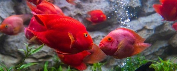 魚缸處理得過水霉病的魚缸需要經過以下幾個步驟:處理得過水霉病的魚缸需要經過以下幾個步驟 魚缸百科 第1張 魚缸處理得過水霉病的魚缸需要經過以下幾個步驟:處理得過水霉病的魚缸需要經過以下幾個步驟 魚缸處理得過水霉病的魚缸需要經過以下幾個步驟:處理得過水霉病的魚缸需要經過以下幾個步驟 魚缸百科 第1張