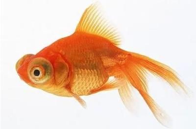 魚缸處理得過水霉病的魚缸需要經過以下幾個步驟:處理得過水霉病的魚缸需要經過以下幾個步驟 魚缸百科 第3張 魚缸處理得過水霉病的魚缸需要經過以下幾個步驟:處理得過水霉病的魚缸需要經過以下幾個步驟 魚缸處理得過水霉病的魚缸需要經過以下幾個步驟:處理得過水霉病的魚缸需要經過以下幾個步驟 魚缸百科 第3張
