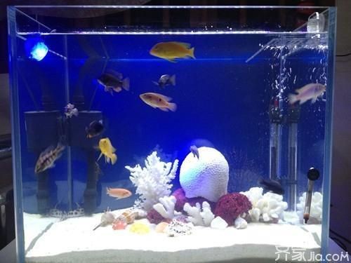 混養魚缸布局設計案例，60厘米魚缸的混養布局