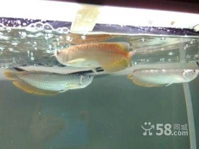 印尼虎魚(yú)苗最佳飼養(yǎng)溫度，關(guān)于印尼虎魚(yú)苗飼養(yǎng)溫度的具體信息