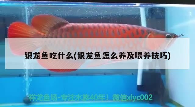 銀龍魚吃什么(銀龍魚怎么養及喂養技巧)
