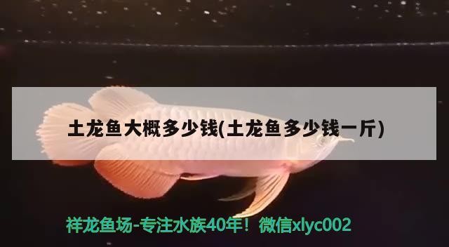 土龍魚大概多少錢(土龍魚多少錢一斤)