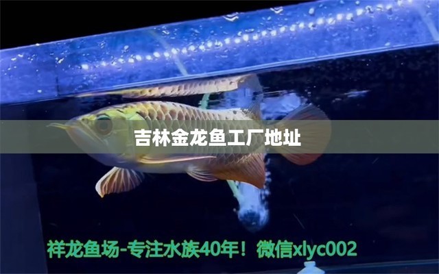 魚缸的出水口放什么位置最好（魚缸的出水口放什么位置最好呢）