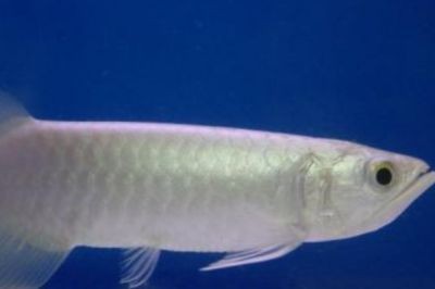 金龍 銀龍魚