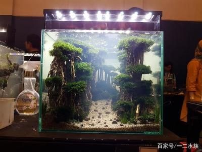 創意魚缸造景：創意魚缸造景的發展歷程