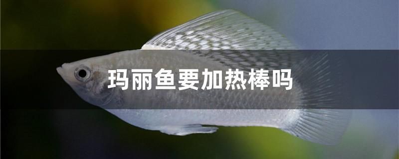 濮陽賣觀賞魚的地方在哪兒呀（河南地形圖像什么）