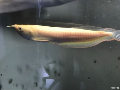 白銀市白銀區小廖水族館