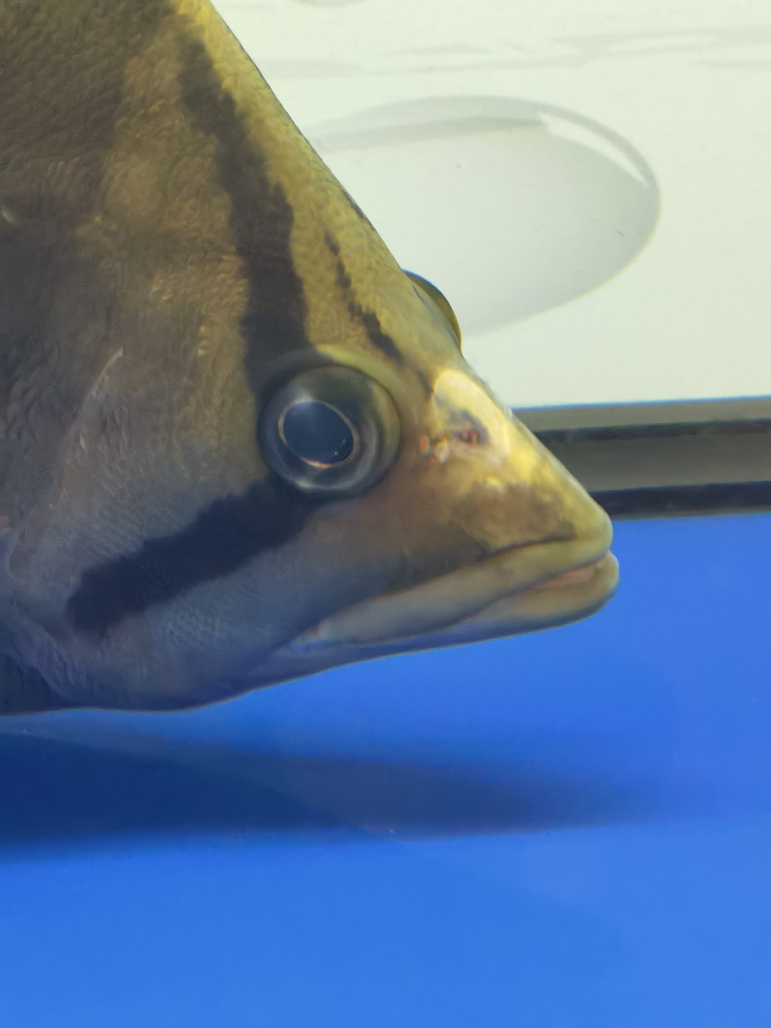 虎魚是頭洞病嗎