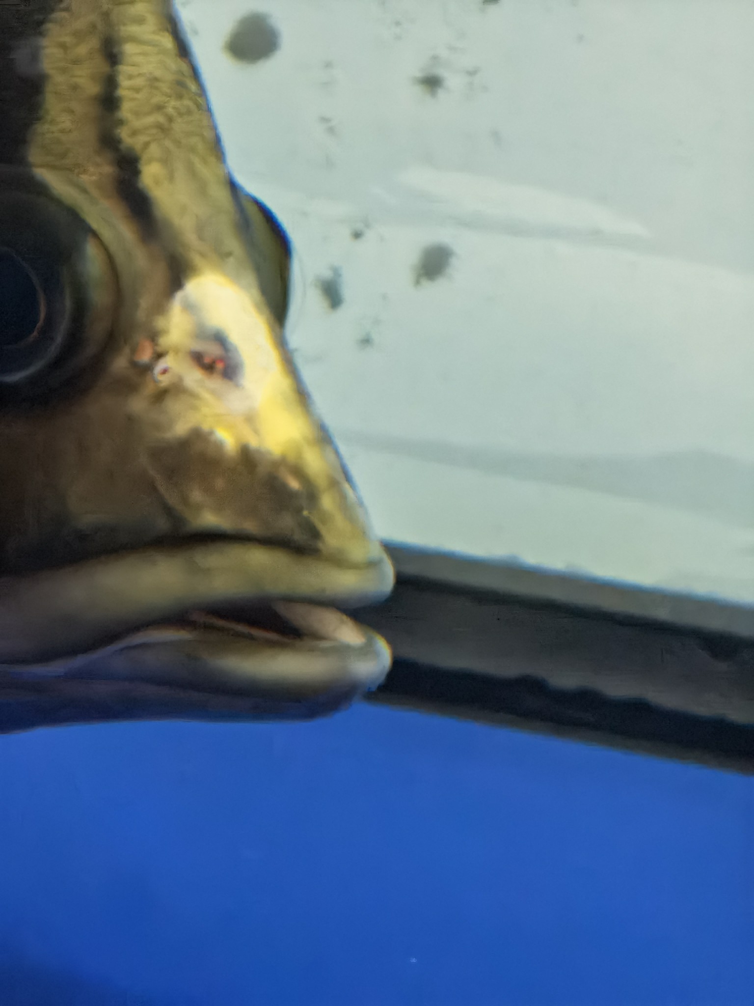 虎魚是頭洞病嗎