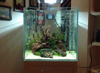 水族箱的養護秘籍想要打造一個生機勃勃的魚缸造景：如何打造一個生機勃勃的魚缸造景？ 水族箱的養護秘籍想要打造一個生機勃勃的魚缸造景：如何打造一個生機勃勃的魚缸造景？ 魚缸百科 第4張