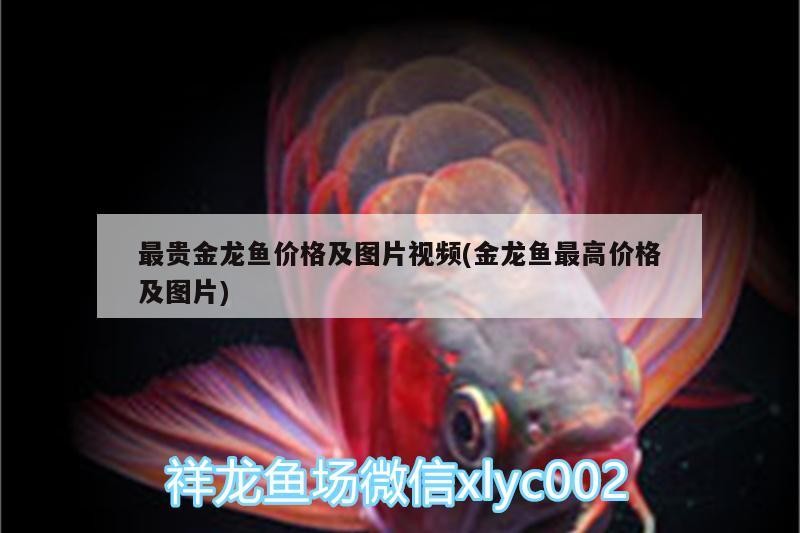 最貴金龍魚價格及圖片視頻(金龍魚最高價格及圖片)