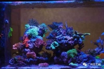 淡水魚缸消毒的最佳方法，高溫暴曬是一種簡單且經濟的消毒方法：淡水魚缸消毒方法