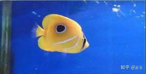 淡水魚缸消毒的最佳方法，高溫暴曬是一種簡單且經濟的消毒方法：淡水魚缸消毒方法