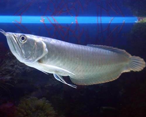 銀龍魚《銀龍魚怎么養(yǎng)及喂養(yǎng)技巧》