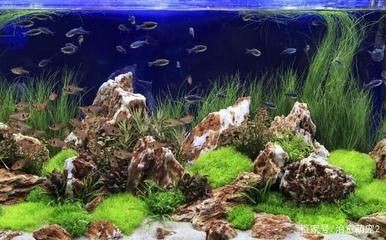 新魚缸開缸養水流程及注意事項：新魚缸開缸養水步驟