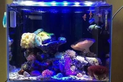 新魚缸開缸養水流程及注意事項：新魚缸開缸養水步驟