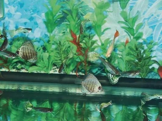 泰國虎魚繁殖環(huán)境模擬技巧，泰國虎魚繁殖水溫控制方法