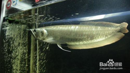 銀龍魚蒙眼會死嗎（銀龍魚蒙眼會死嗎圖片）