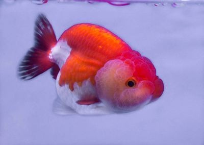 龍魚跟金魚可以一起養嗎