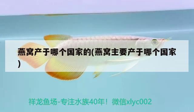 紅龍魚和虎魚混養(yǎng)好不好呢圖片（虎魚和紅龍可以一起養(yǎng)嗎）