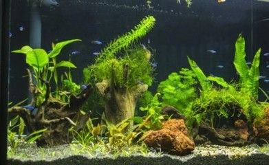 魚缸氣泡的科學解析：家庭養魚的水質管理
