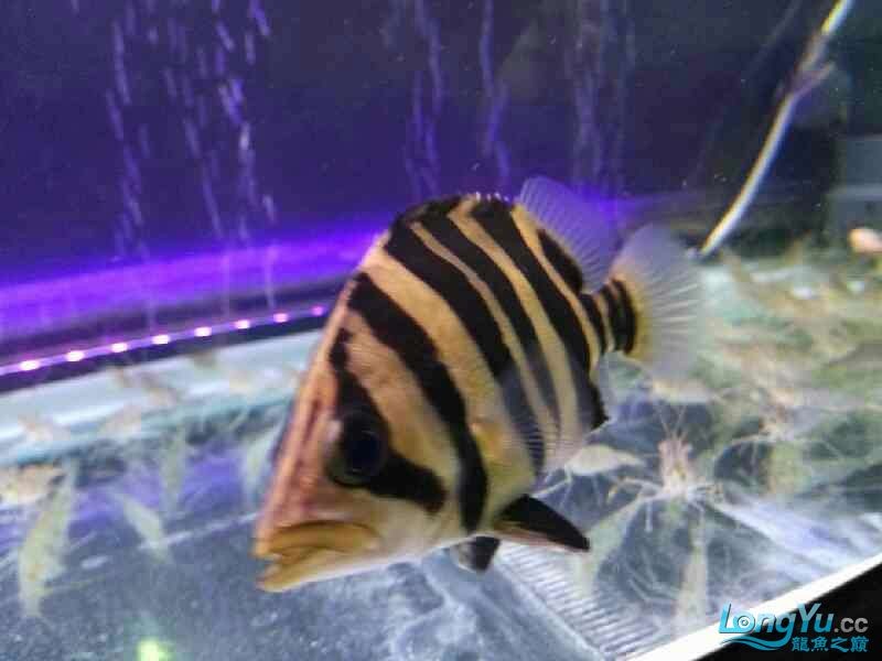 虎魚受到威脅就明了